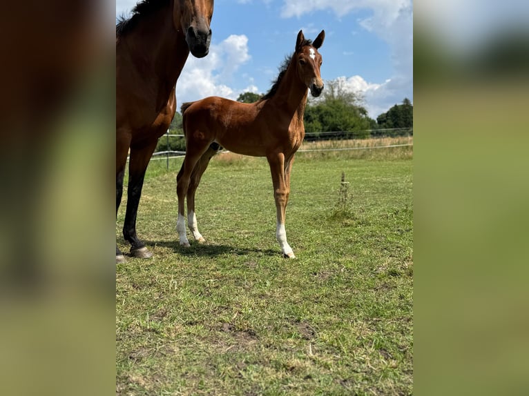 Mecklenburger Warmblut Hengst Fohlen (06/2025) 173 cm Brauner in Kladrum