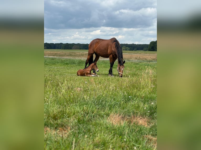 Mecklenburger Warmblut Hengst  173 cm Brauner in Kladrum