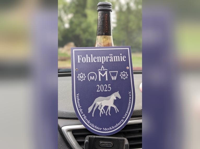 Mecklenburger Warmblut Hengst Fohlen (06/2025) 173 cm Brauner in Kladrum