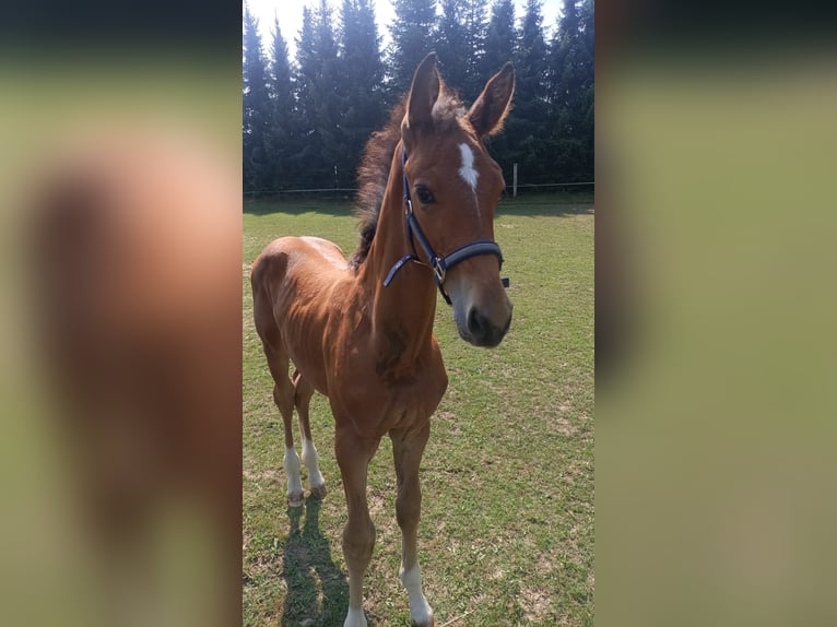 Mecklenburger Warmblut Hengst Fohlen (06/2025) 173 cm Brauner in Kladrum