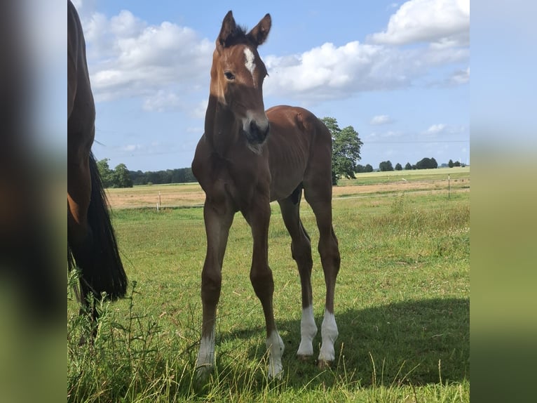 Mecklenburger Warmblut Hengst  173 cm Brauner in Kladrum
