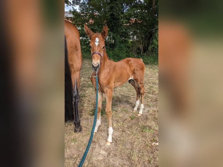 Mecklenburger Warmblut Hengst Fohlen (06/2025) 173 cm Brauner in Kladrum