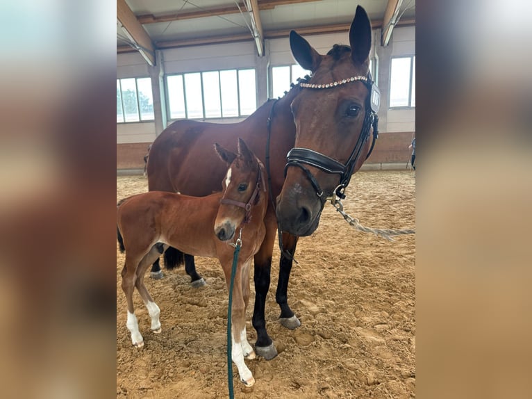 Mecklenburger Warmblut Hengst Fohlen (06/2025) 173 cm Brauner in Kladrum