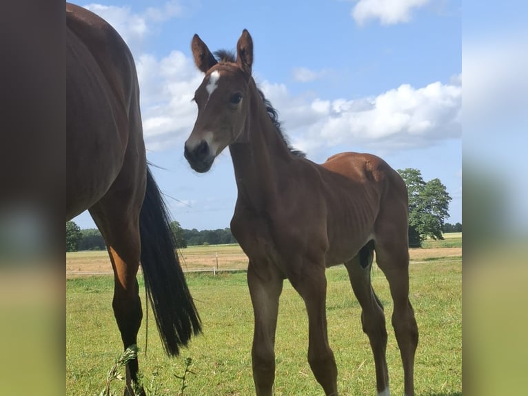 Mecklenburger Warmblut Hengst  173 cm Brauner in Kladrum