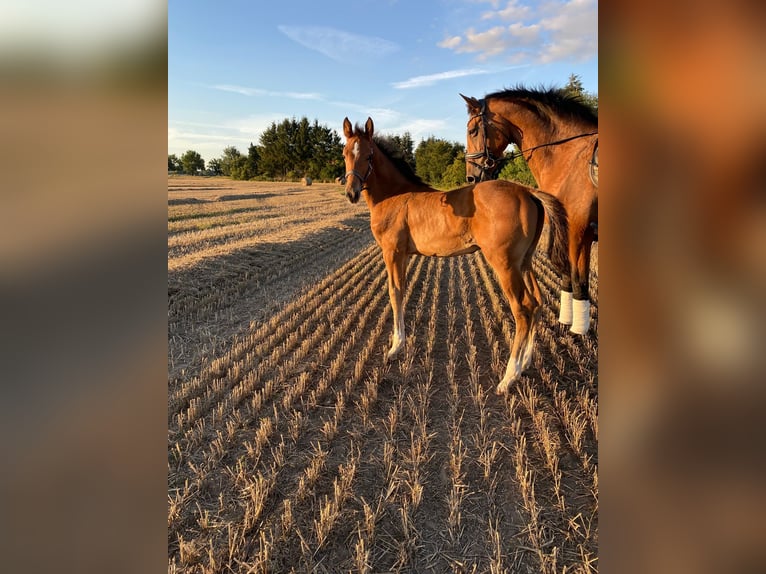 Mecklenburger Warmblut Hengst Fohlen (06/2025) 173 cm Brauner in Kladrum