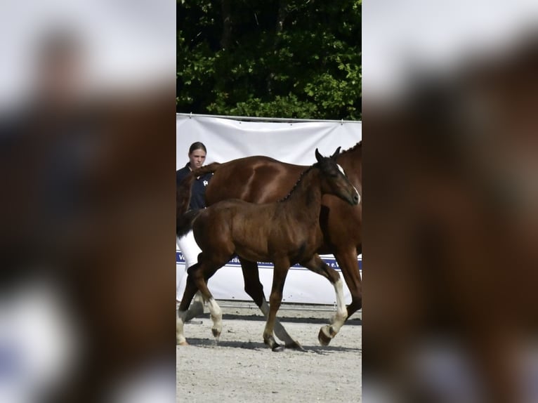Mecklenburger Warmblut Hengst Fohlen (04/2025) Brauner in R&#xF6;bel
