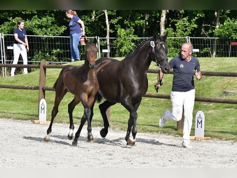 Mecklenburger Warmblut Hengst Fohlen (03/2025) Brauner in Penzlin