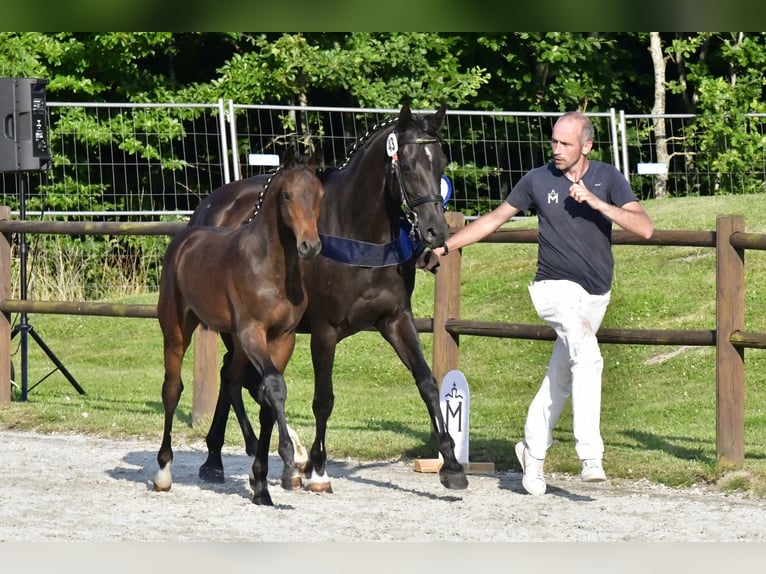 Mecklenburger Warmblut Hengst Fohlen (03/2025) Brauner in Penzlin