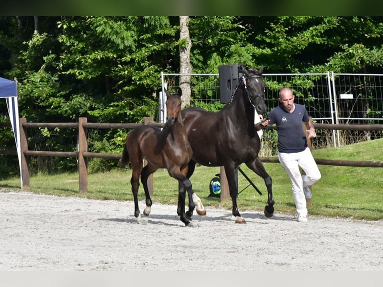 Mecklenburger Warmblut Hengst Fohlen (03/2025) Brauner in Penzlin