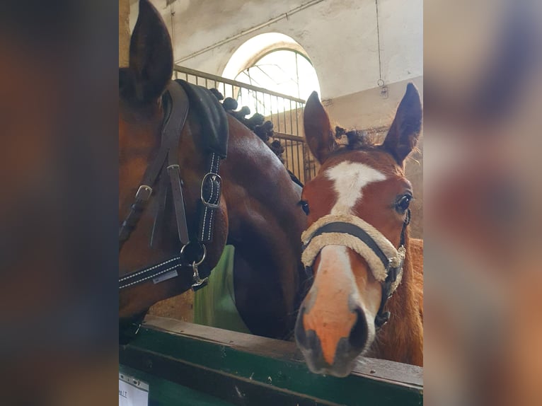 Mecklenburger Warmblut Hengst Fohlen (04/2025) Brauner in Luckau