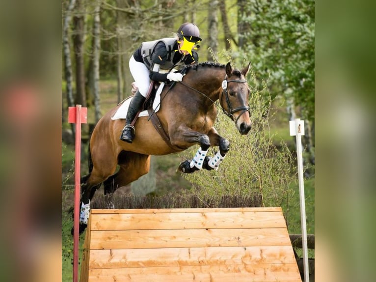 Mecklenburger Warmblut Hengst  Brauner in Luckau
