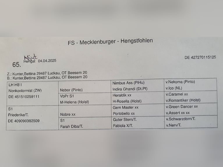 Mecklenburger Warmblut Hengst Fohlen (04/2025) Brauner in Luckau