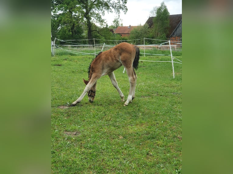 Mecklenburger Warmblut Hengst  Brauner in Luckau