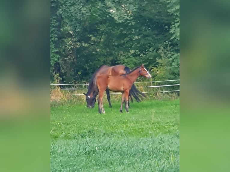 Mecklenburger Warmblut Hengst Fohlen (04/2025) Brauner in Luckau