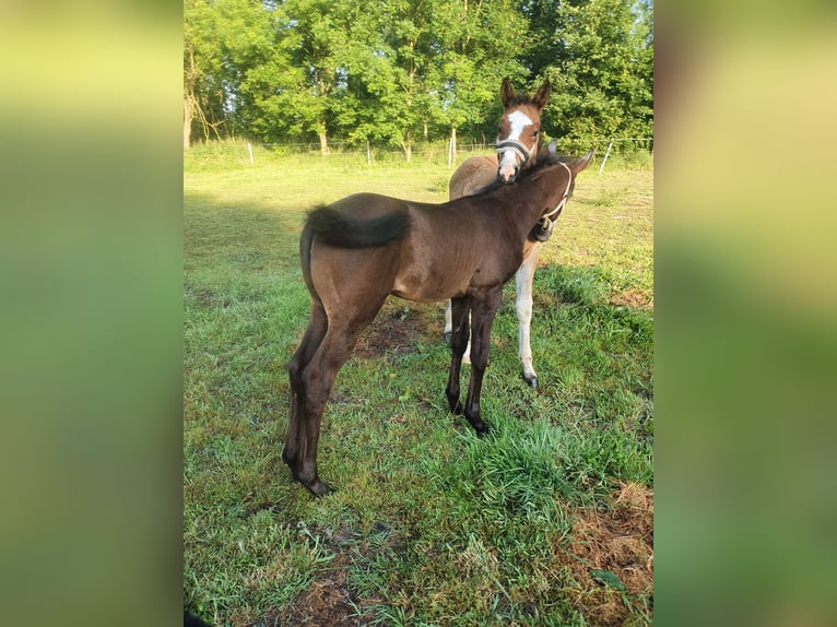 Mecklenburger Warmblut Hengst  Brauner in Luckau