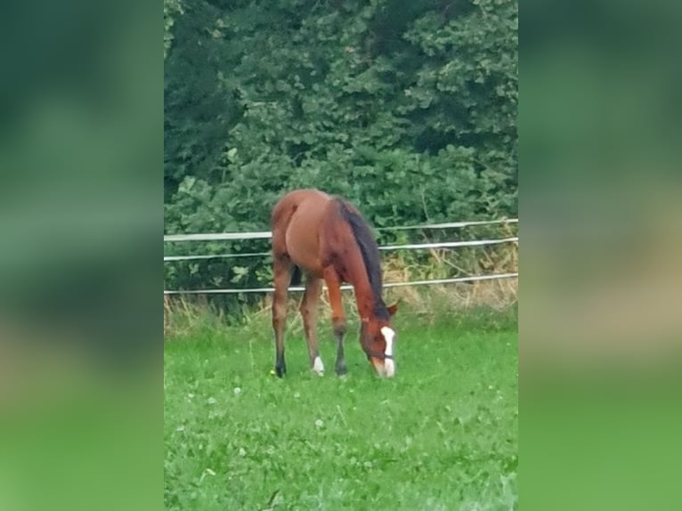 Mecklenburger Warmblut Hengst Fohlen (04/2025) Brauner in Luckau