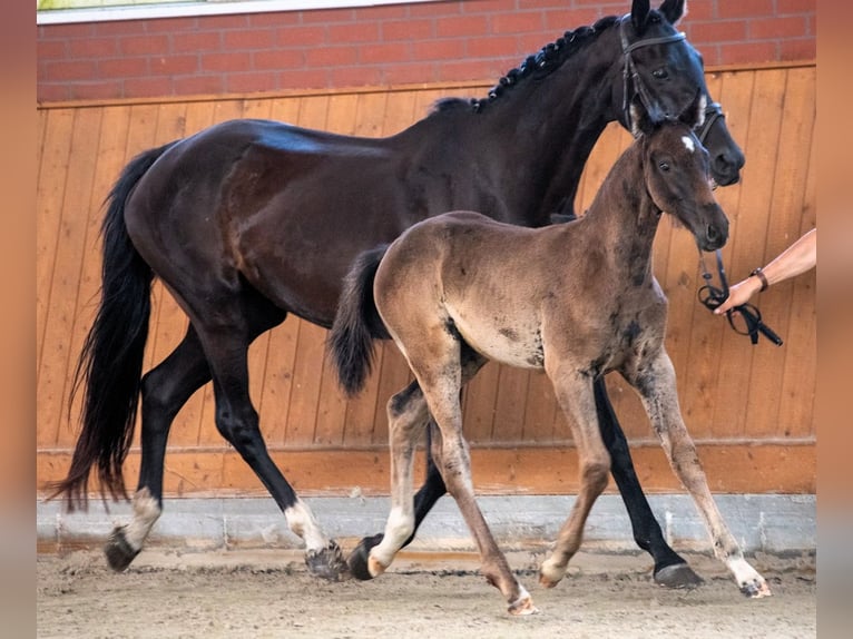 Mecklenburger Warmblut Hengst Fohlen (01/2026)  in Güstrow