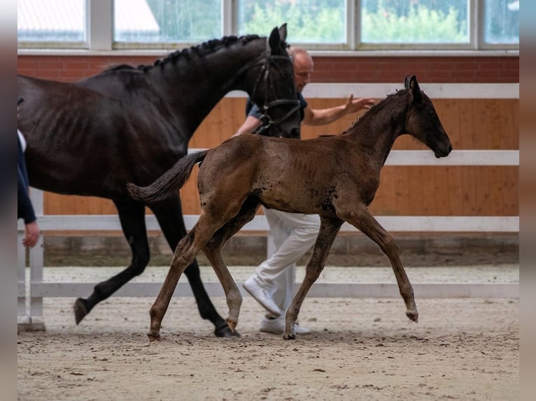 Mecklenburger Warmblut Hengst Fohlen (01/2026)  in Güstrow