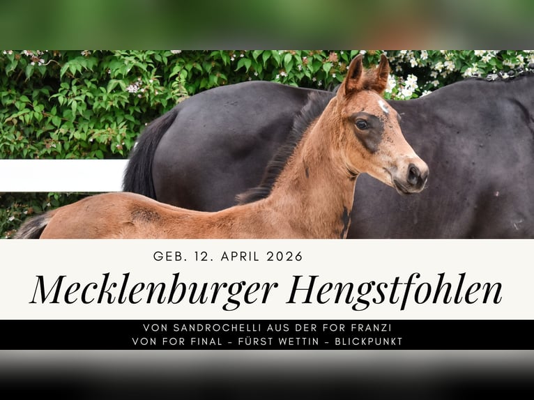Mecklenburger Warmblut Hengst Fohlen (04/2026) Dunkelbrauner in Insel Usedom