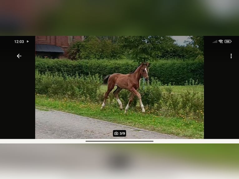 Mecklenburger Warmblut Hengst Fohlen (06/2026) Dunkelbrauner in Deyelsdorf