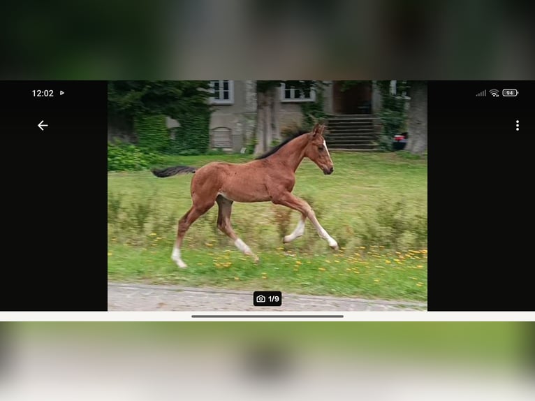 Mecklenburger Warmblut Hengst Fohlen (06/2026) Dunkelbrauner in Deyelsdorf