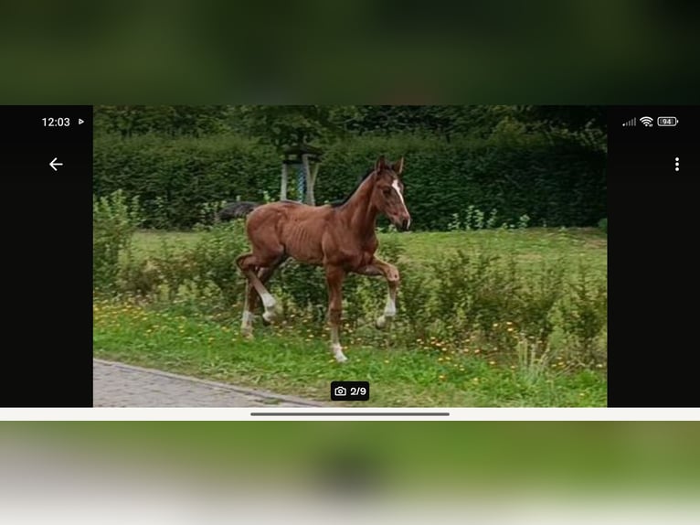 Mecklenburger Warmblut Hengst Fohlen (06/2026) Dunkelbrauner in Deyelsdorf