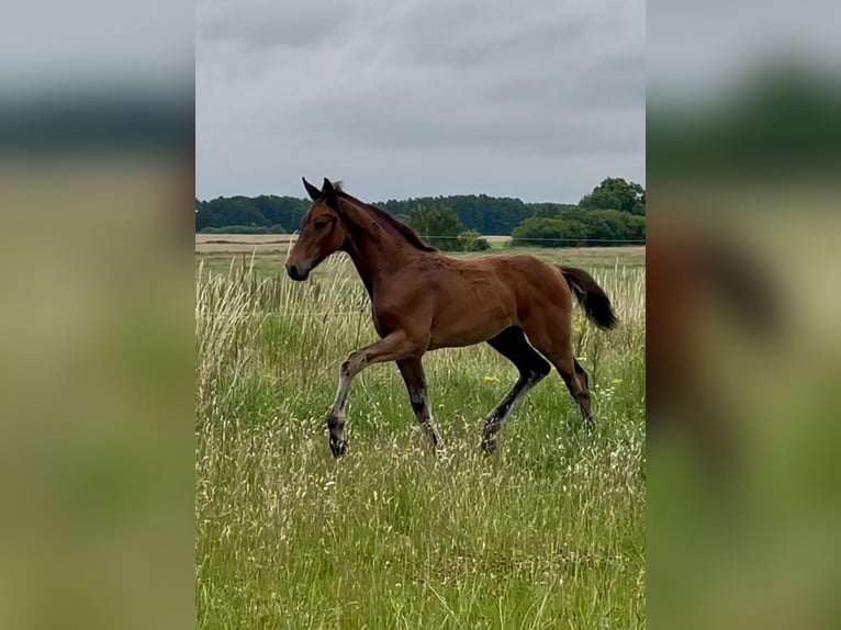 Mecklenburger Warmblut Hengst Fohlen (04/2025) Dunkelbrauner in Rosenow