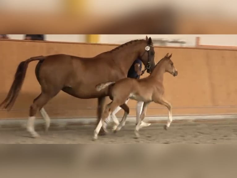 Mecklenburger Warmblut Hengst  Fuchs in Malchow