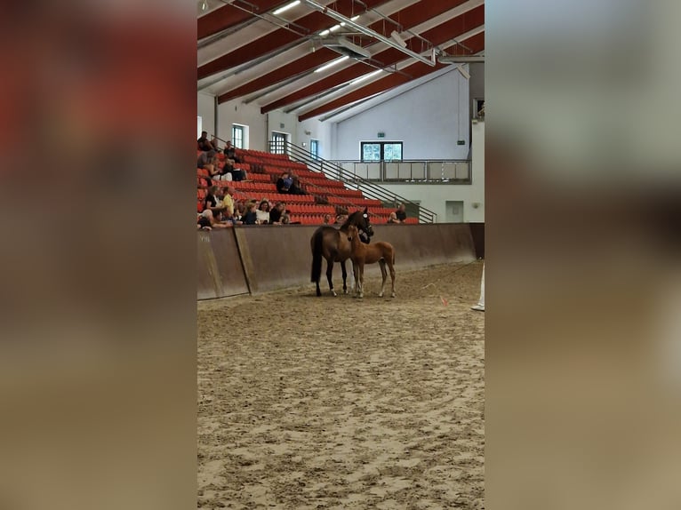 Mecklenburger Warmblut Hengst Fohlen (03/2025) Fuchs in Rastow
