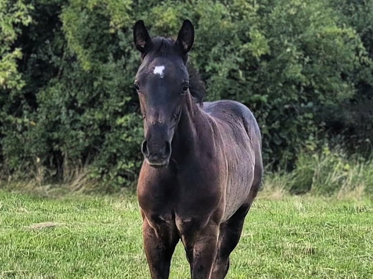 Mecklenburger Warmblut Hengst Fohlen (05/2026) Rappe in Lübeck