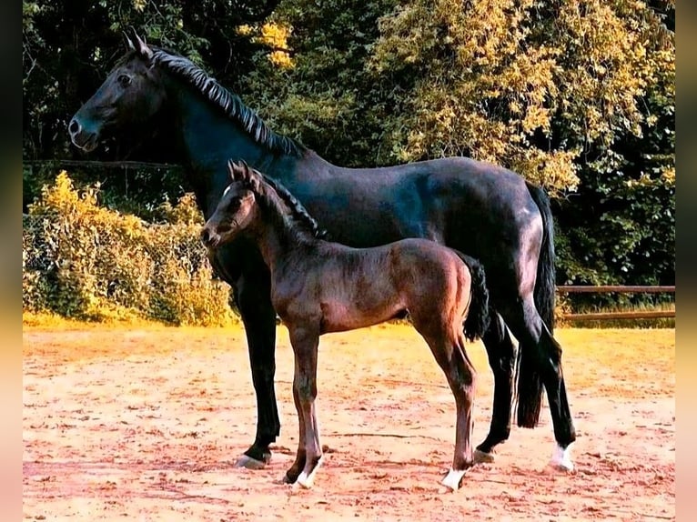 Mecklenburger Warmblut Hengst Fohlen (05/2026) Rappe in Lübeck