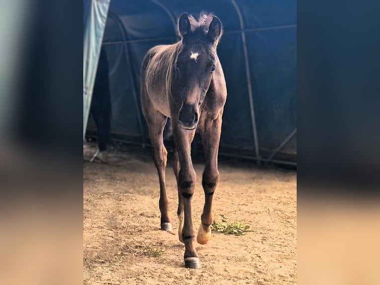 Mecklenburger Warmblut Hengst Fohlen (05/2026) Rappe in Lübeck