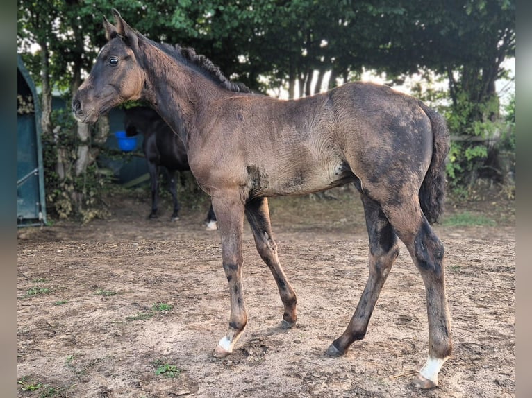 Mecklenburger Warmblut Hengst Fohlen (05/2026) Rappe in Lübeck