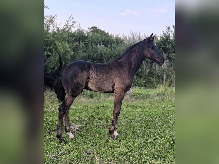 Mecklenburger Warmblut Hengst Fohlen (05/2026) Rappe in Lübeck