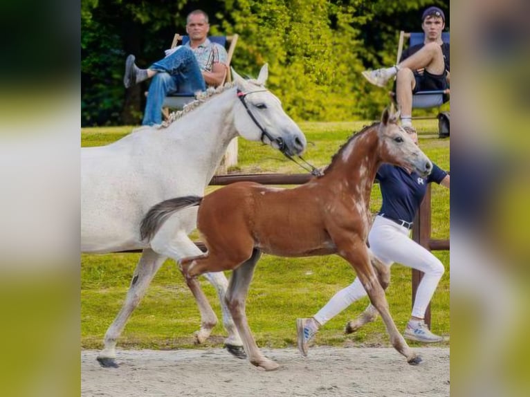 Mecklenburger Warmblut Hengst Fohlen (05/2026) Schimmel in Weitenhagen