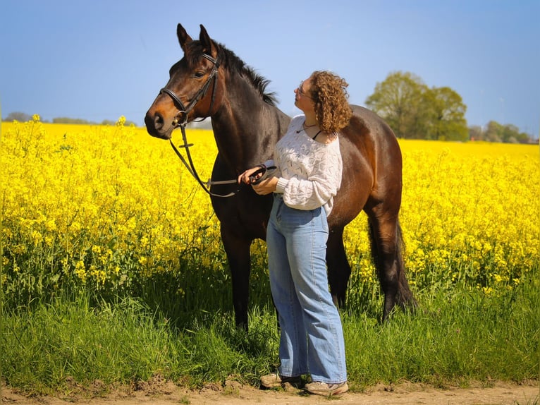 Mecklenburger Warmblut Stute 10 Jahre 165 cm Brauner in erfurt