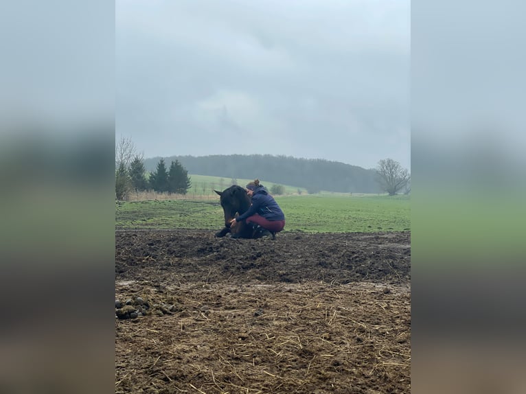 Mecklenburger Warmblut Stute 10 Jahre 165 cm Brauner in erfurt
