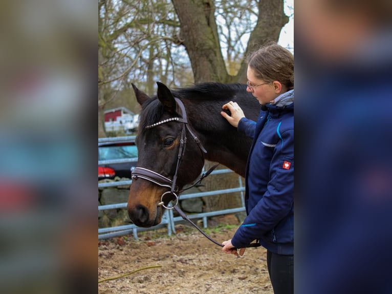 Mecklenburger Warmblut Stute 10 Jahre 165 cm Brauner in erfurt