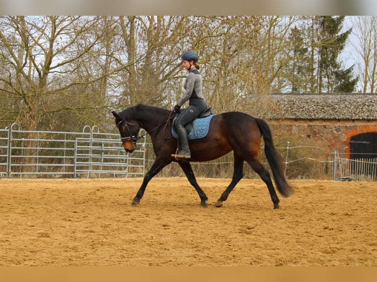Mecklenburger Warmblut Stute 10 Jahre 165 cm Brauner in erfurt
