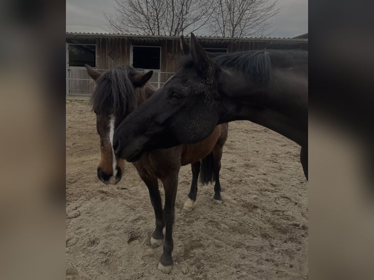 Mecklenburger Warmblut Stute 10 Jahre 165 cm Rappe in Sprockh&#xF6;vel