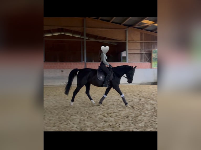 Mecklenburger Warmblut Stute 10 Jahre 165 cm Rappe in Sprockh&#xF6;vel