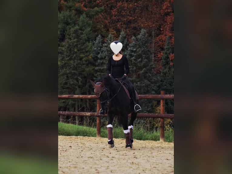 Mecklenburger Warmblut Stute 10 Jahre 165 cm Rappe in Sprockh&#xF6;vel
