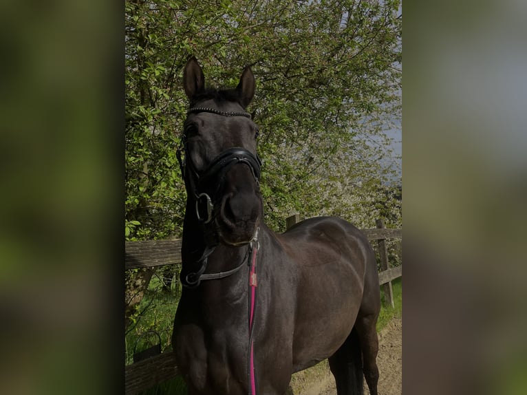 Mecklenburger Warmblut Stute 10 Jahre 165 cm Rappe in Sprockh&#xF6;vel