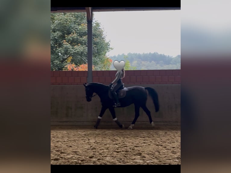 Mecklenburger Warmblut Stute 10 Jahre 165 cm Rappe in Sprockh&#xF6;vel