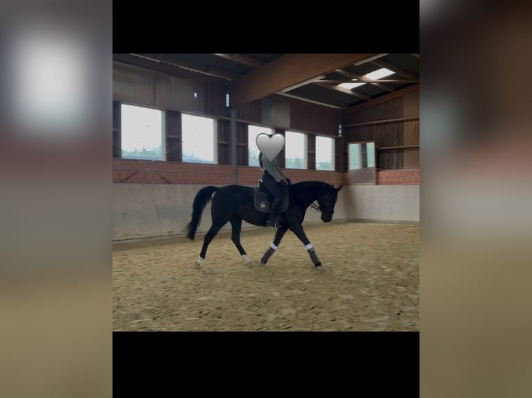 Mecklenburger Warmblut Stute 10 Jahre 165 cm Rappe in Sprockh&#xF6;vel