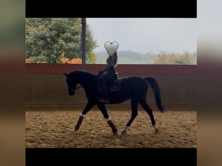 Mecklenburger Warmblut Stute 10 Jahre 165 cm Rappe in Sprockh&#xF6;vel