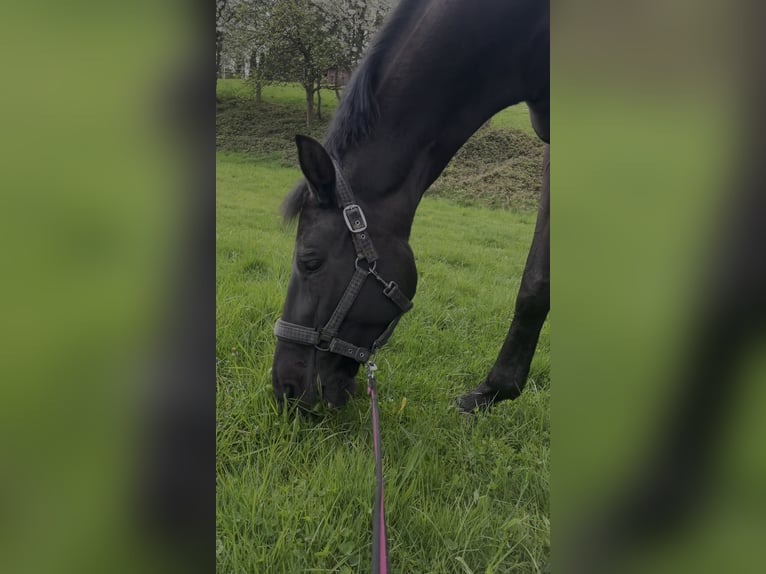 Mecklenburger Warmblut Stute 10 Jahre 165 cm Rappe in Sprockh&#xF6;vel