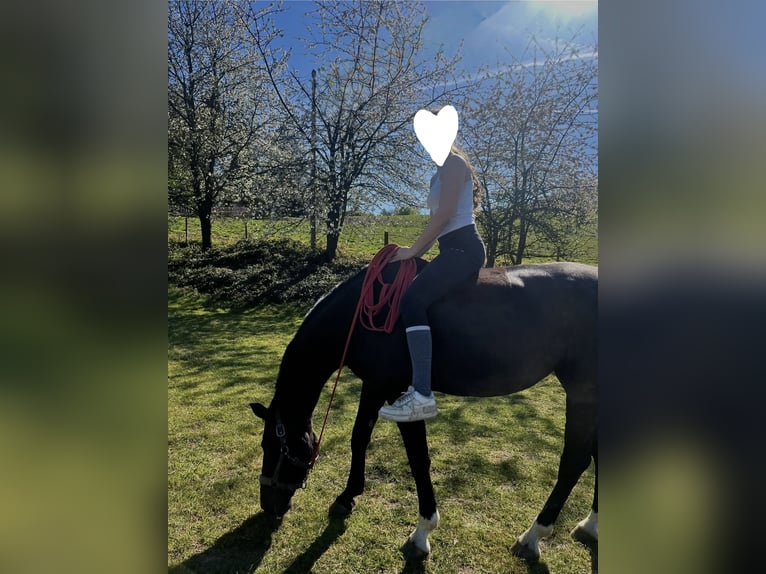 Mecklenburger Warmblut Stute 10 Jahre 165 cm Rappe in Sprockh&#xF6;vel