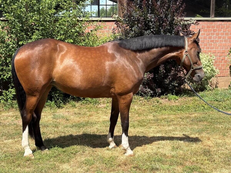 Mecklenburger Warmblut Stute 10 Jahre 166 cm Rotbrauner in Zülpich