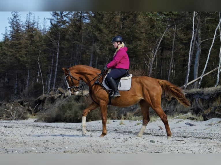 Mecklenburger Warmblut Stute 10 Jahre 167 cm Fuchs in Satow